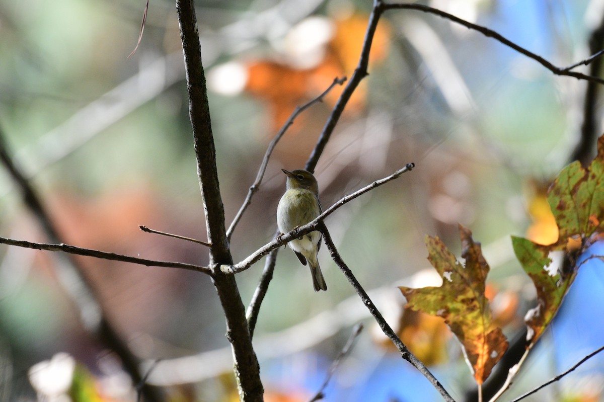 Pine Warbler - ML611636466