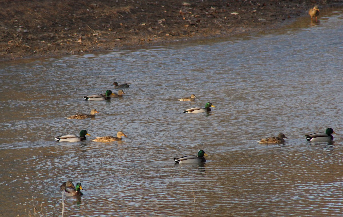 Green-winged Teal - ML611636796