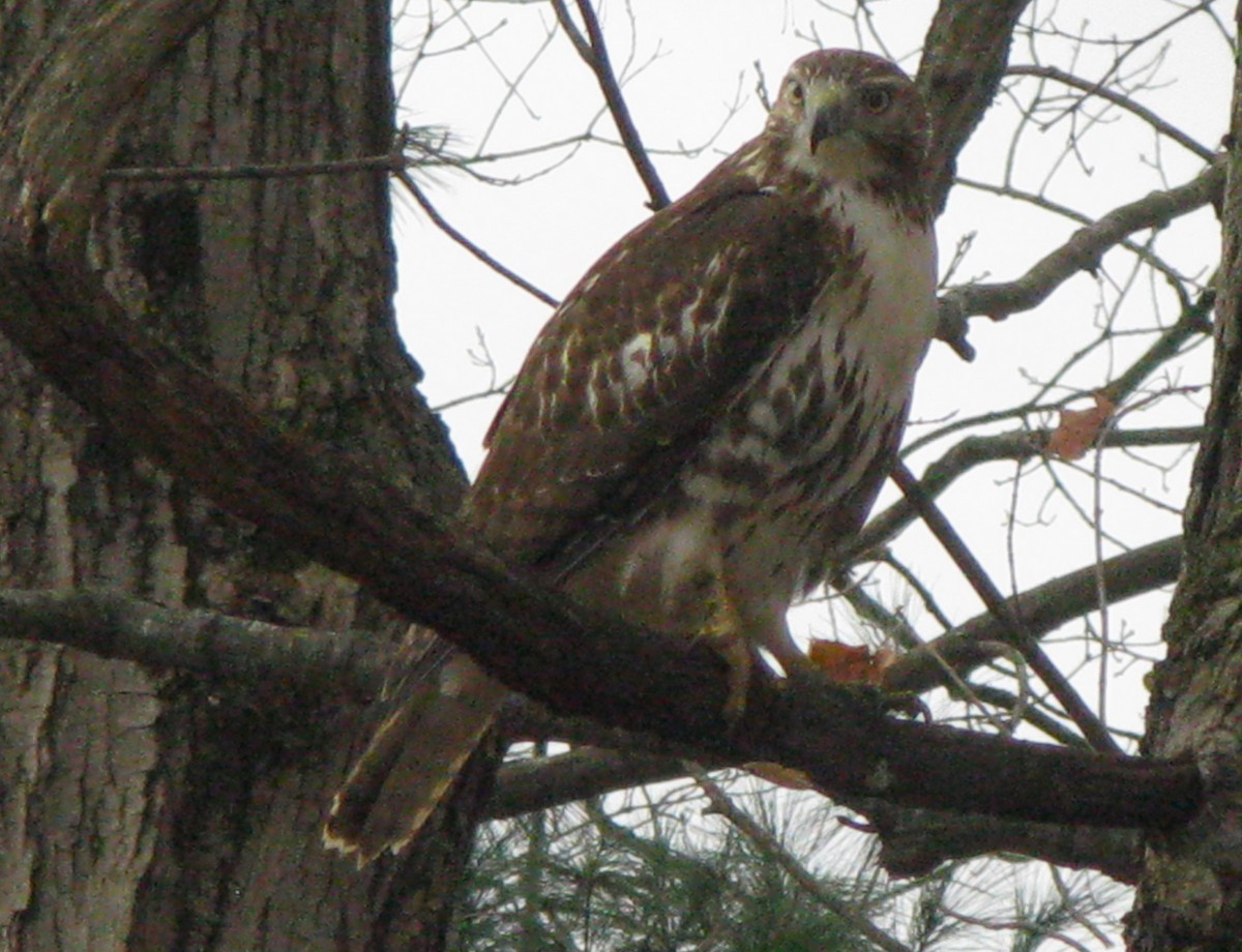 Red-tailed Hawk - ML611636856