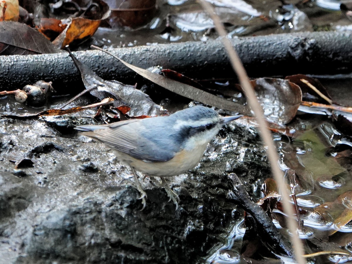 Red-breasted Nuthatch - ML611636906