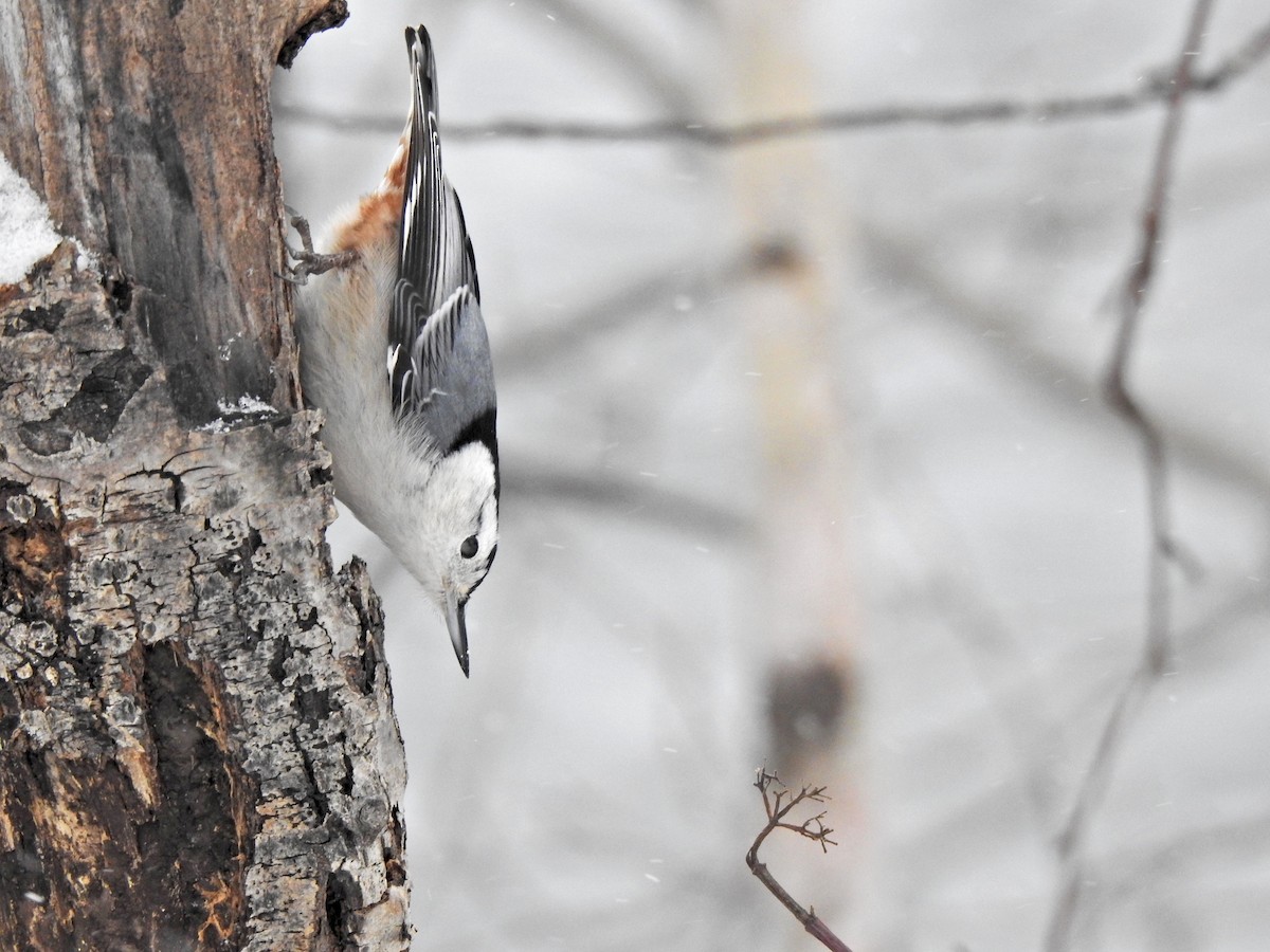 White-breasted Nuthatch - ML611636944
