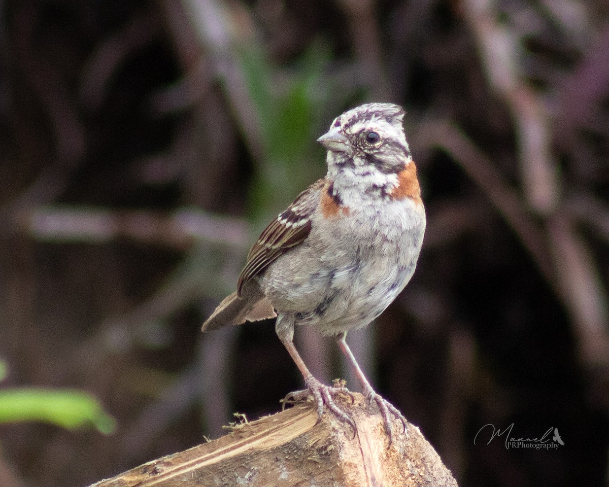 Rufous-collared Sparrow - Manuel Pinochet Rojas