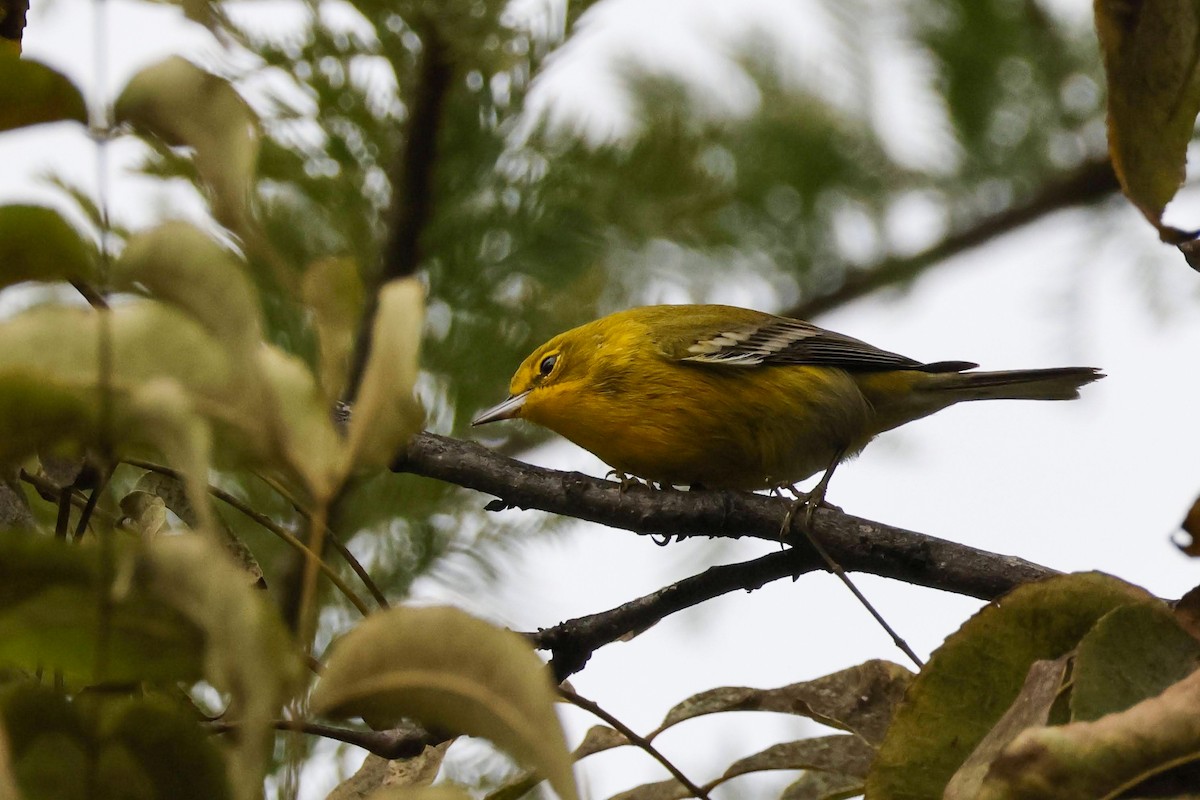 Pine Warbler - ML611637555