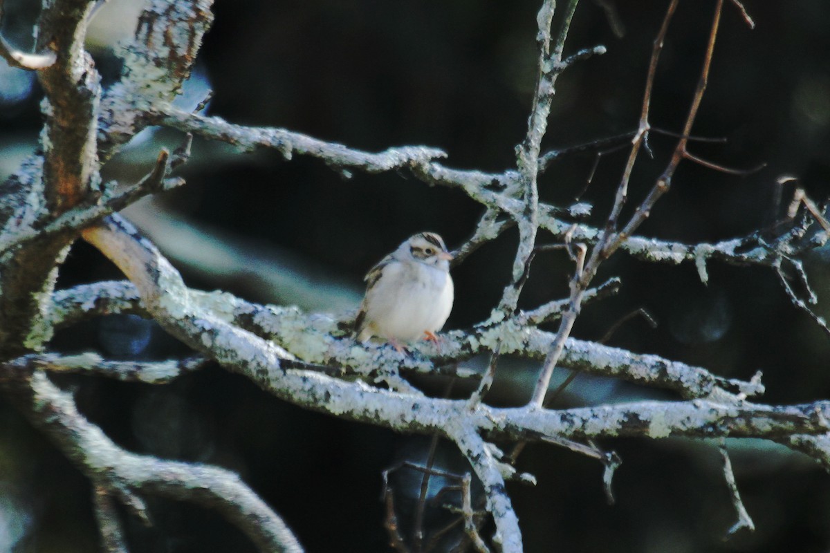 Clay-colored Sparrow - ML611637786