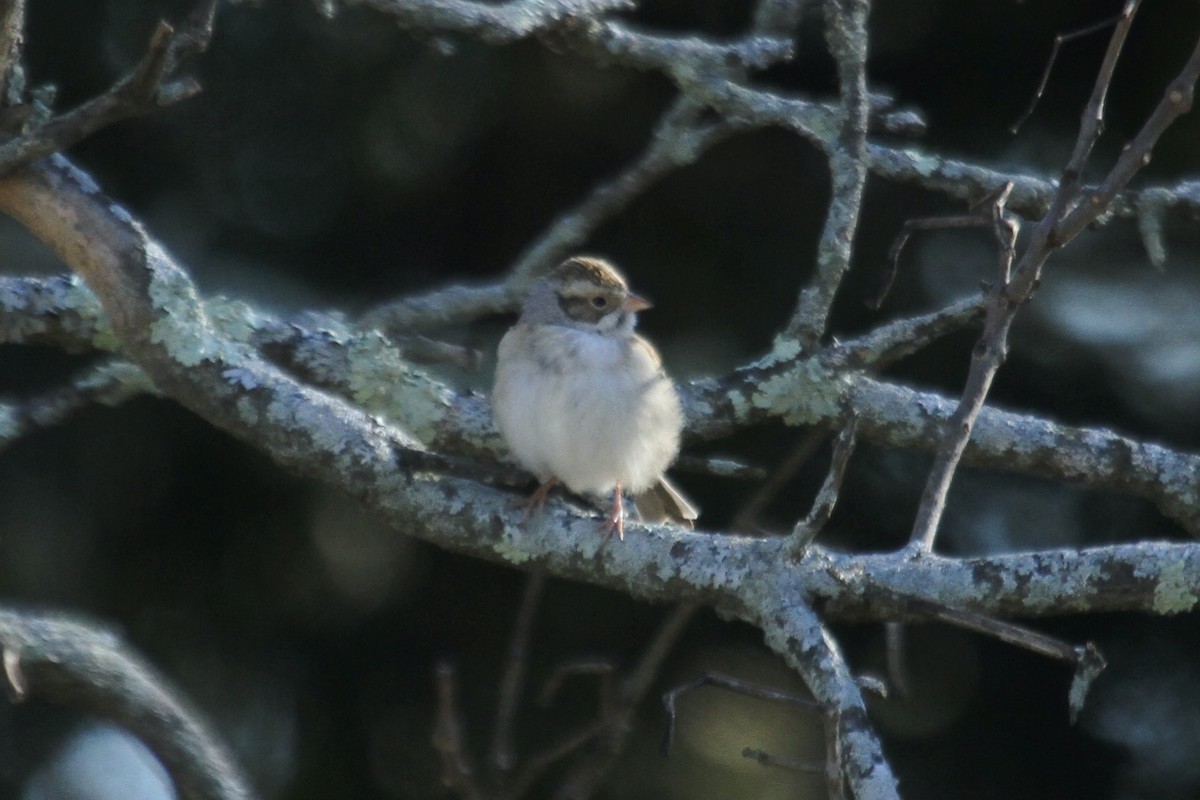 Clay-colored Sparrow - ML611637787