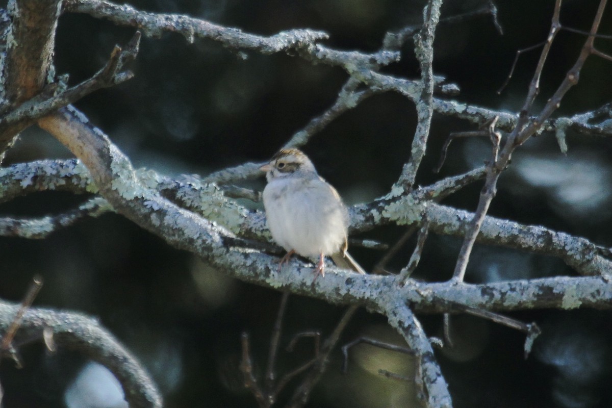 Clay-colored Sparrow - ML611637788