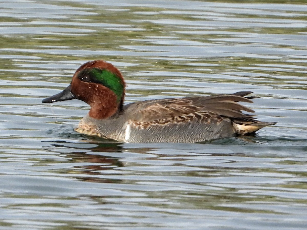 Green-winged Teal - ML611637873