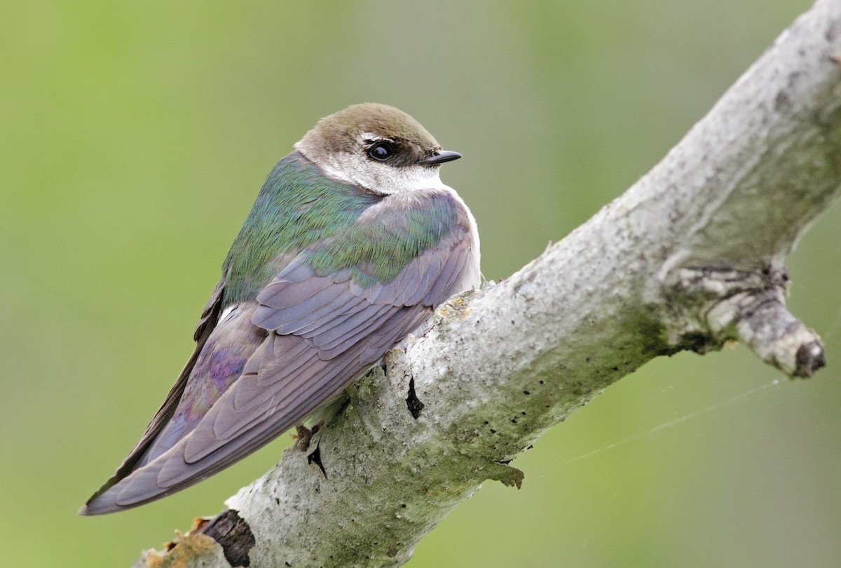 Violet-green Swallow - Joshua Vandermeulen