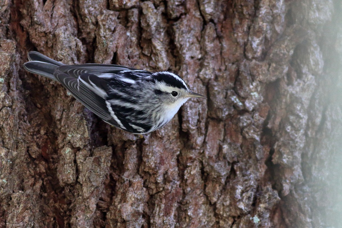 Black-and-white Warbler - ML611638574