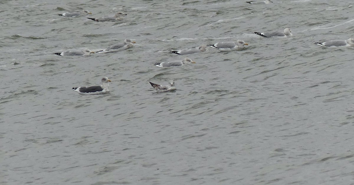 Lesser Black-backed Gull - ML611638595