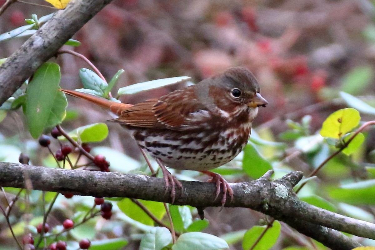 Fox Sparrow (Red) - ML611638814