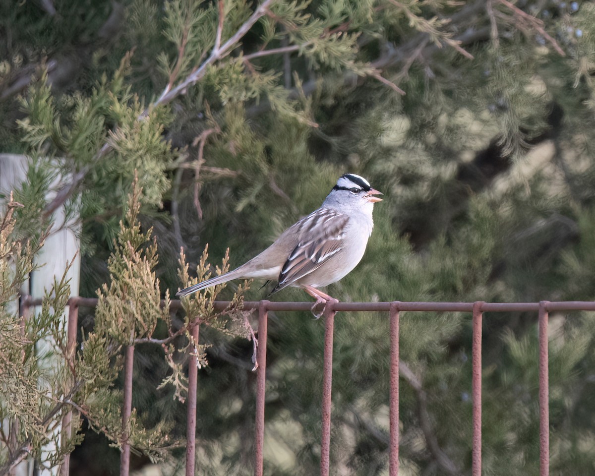 White-crowned Sparrow - ML611639033