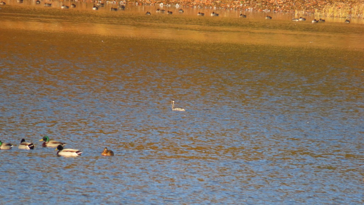 Great Crested Grebe - ML611639207
