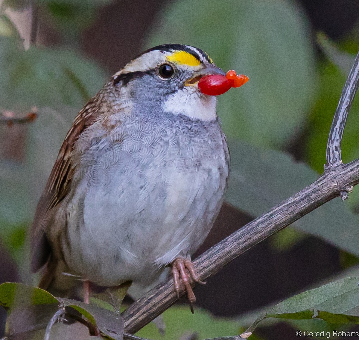 White-throated Sparrow - ML611639367