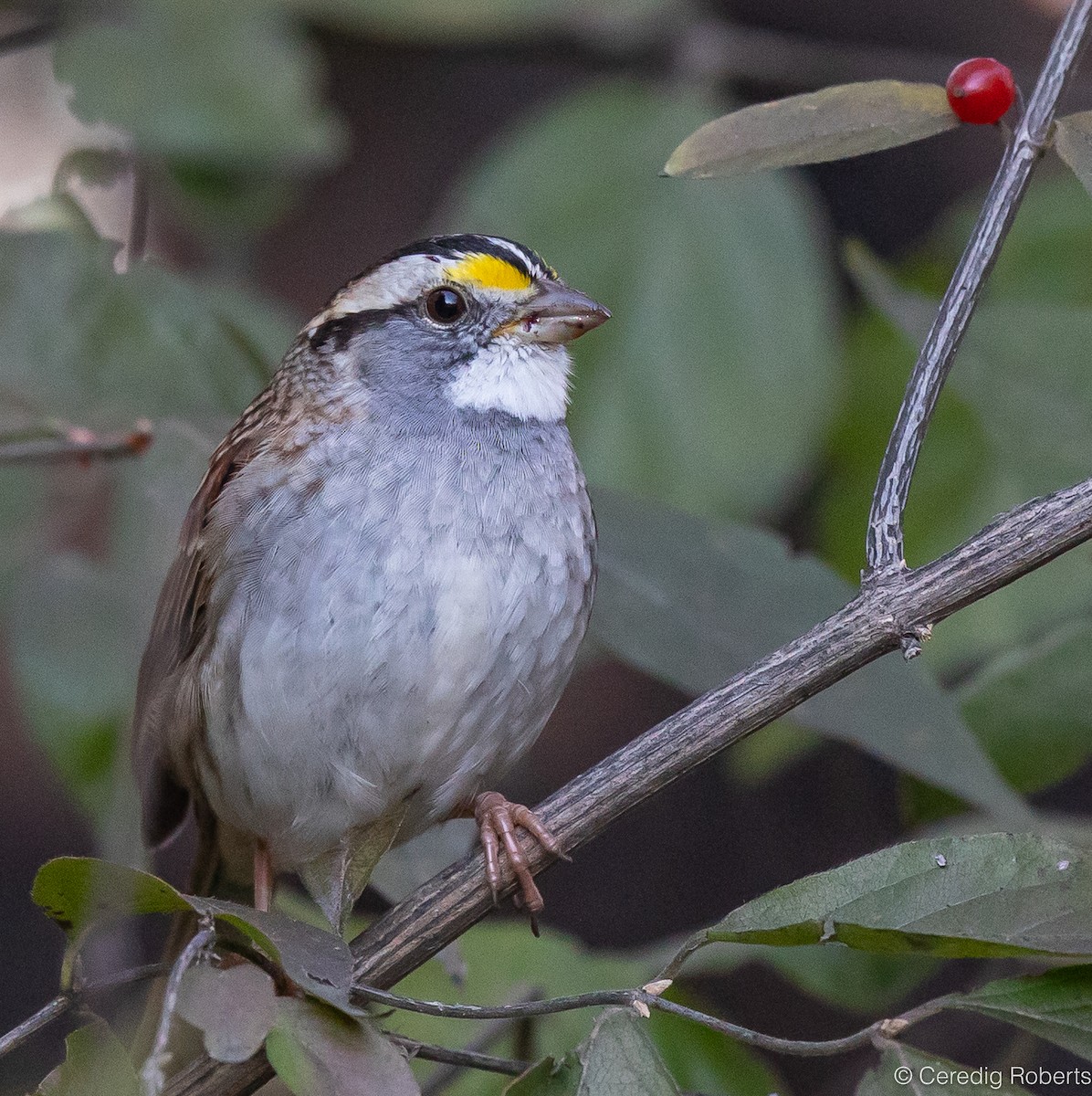 White-throated Sparrow - ML611639368