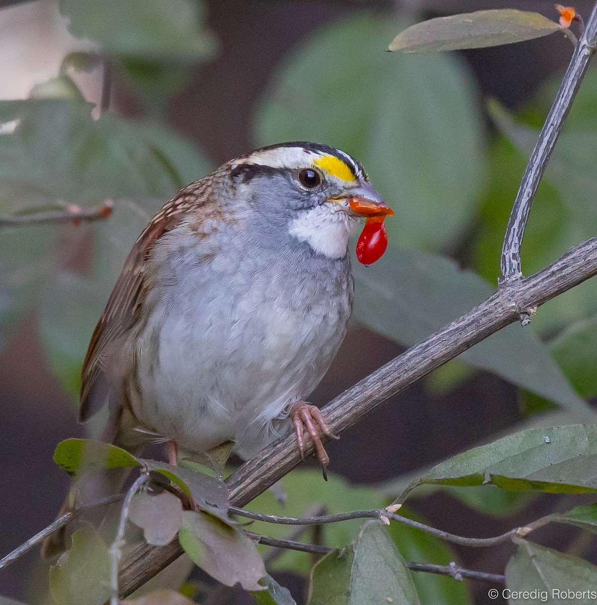 White-throated Sparrow - ML611639370