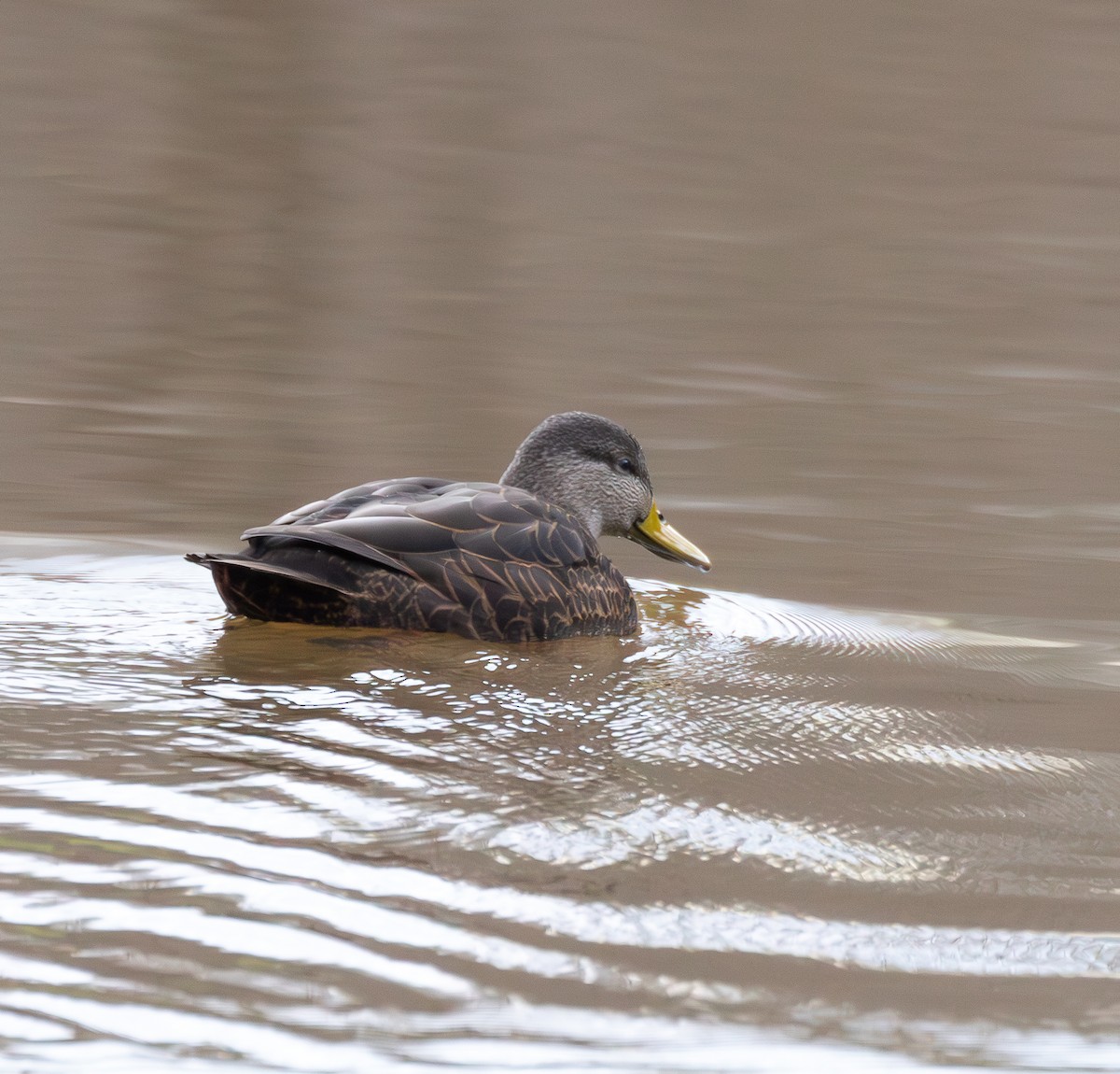 eBird Checklist 27 Nov 2023 Wine Cellar Park 2 species