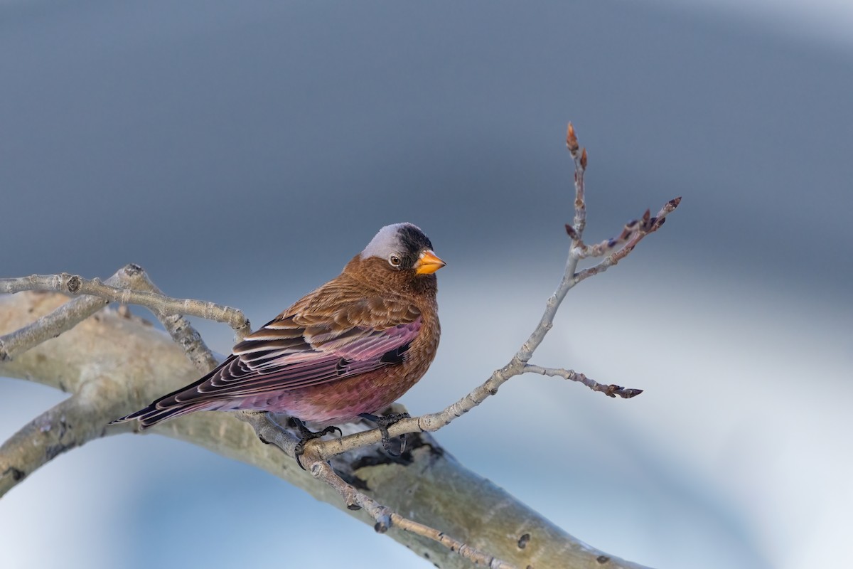 Gray-crowned Rosy-Finch (Gray-crowned) - Quinn Diaz