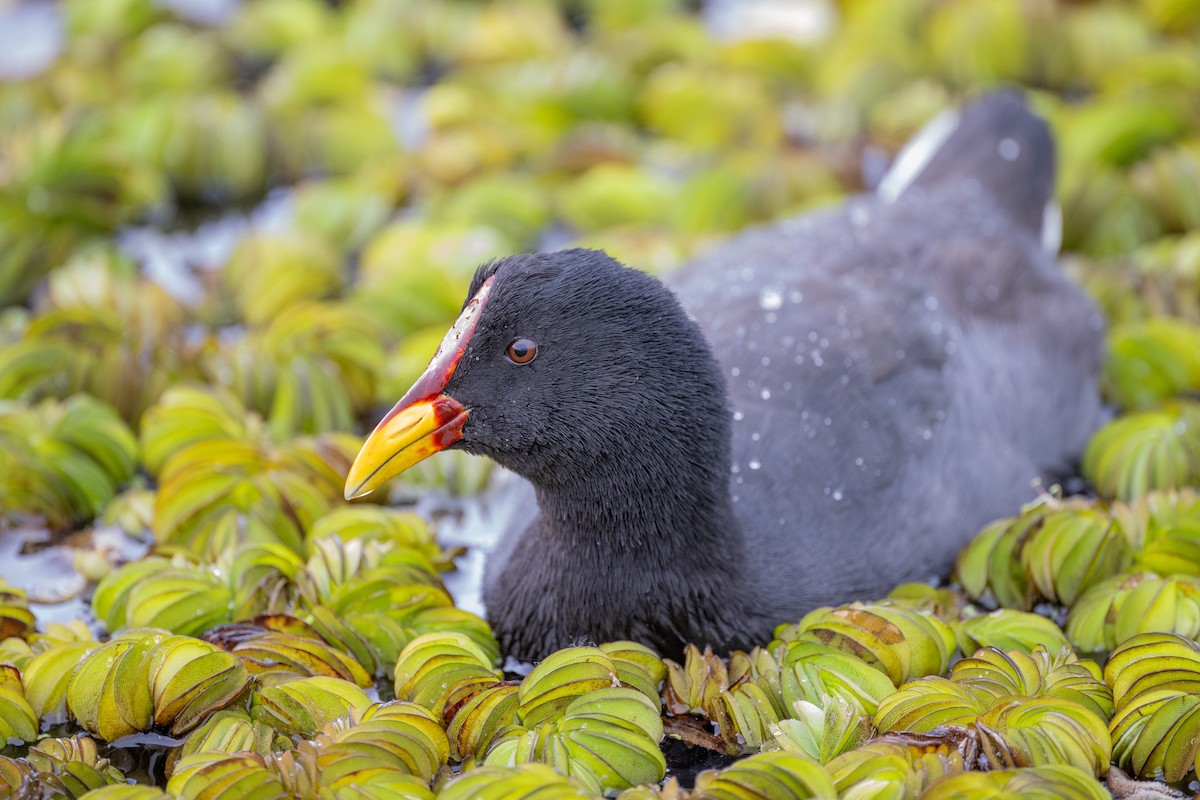 Red-fronted Coot - ML611640115