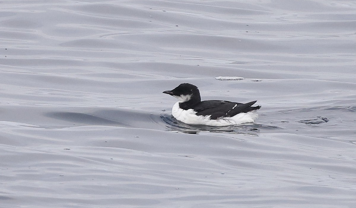 Thick-billed Murre - ML611640248