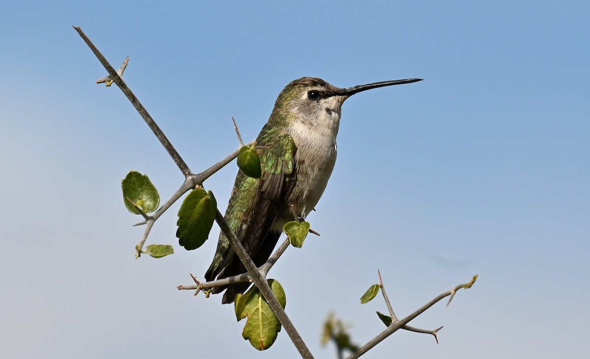 Costa's Hummingbird - ML611640375