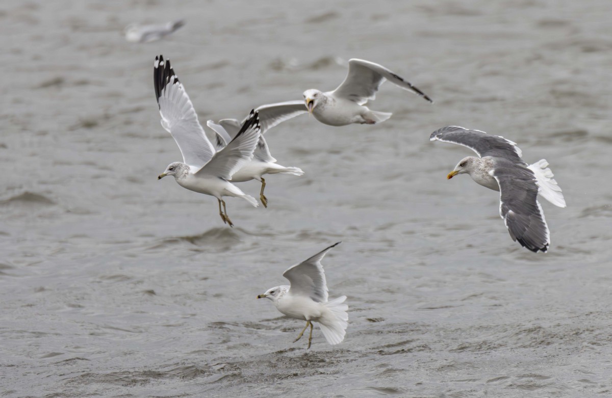 Lesser Black-backed Gull - ML611640420