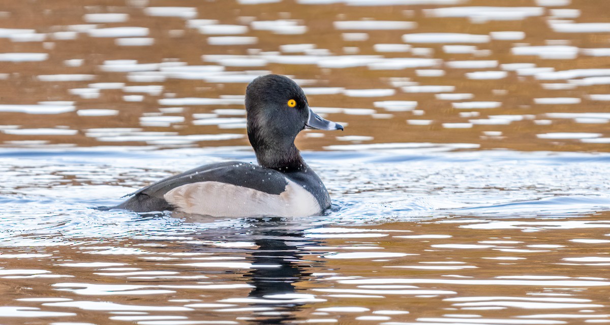 Ring-necked Duck - ML611640650