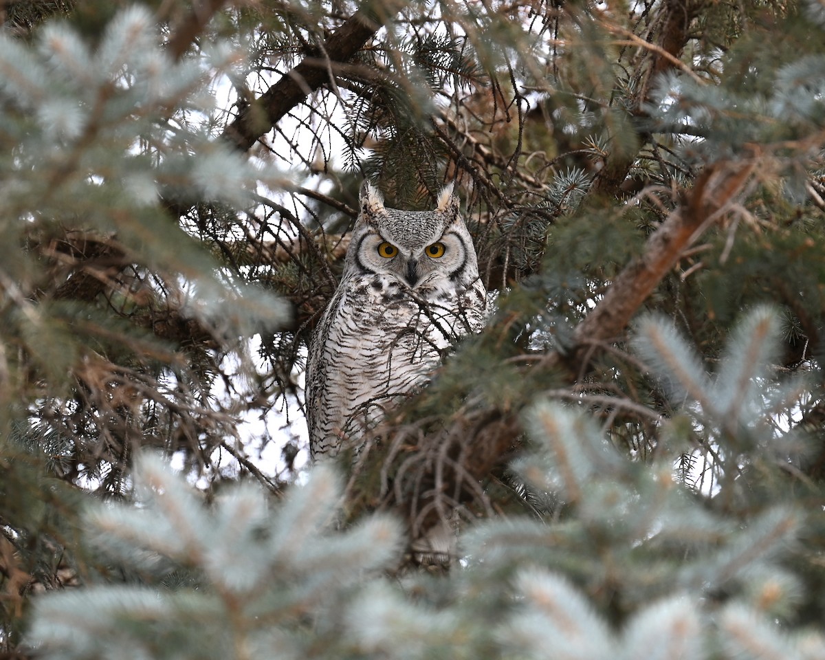 Great Horned Owl - ML611641301