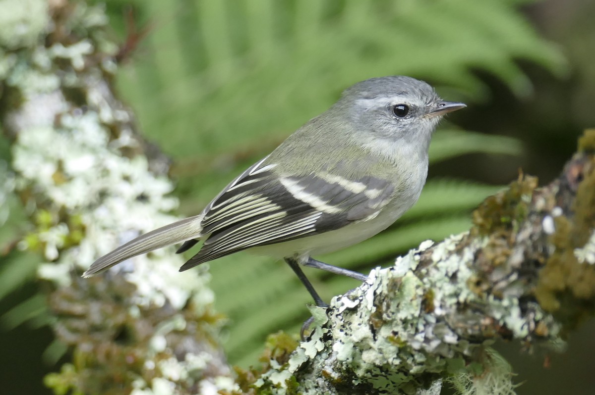 White-tailed Tyrannulet - Jérôme Fischer