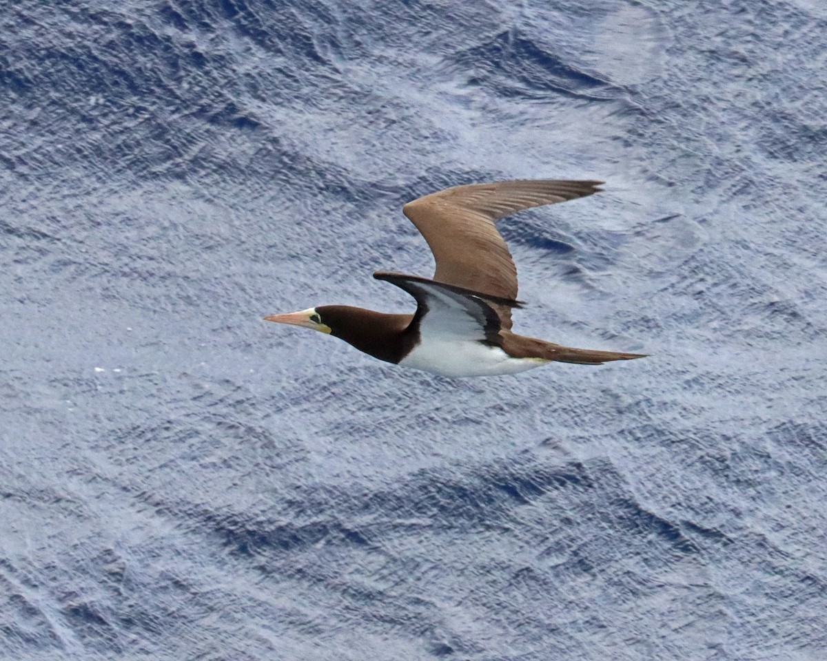 Brown Booby - ML611642345