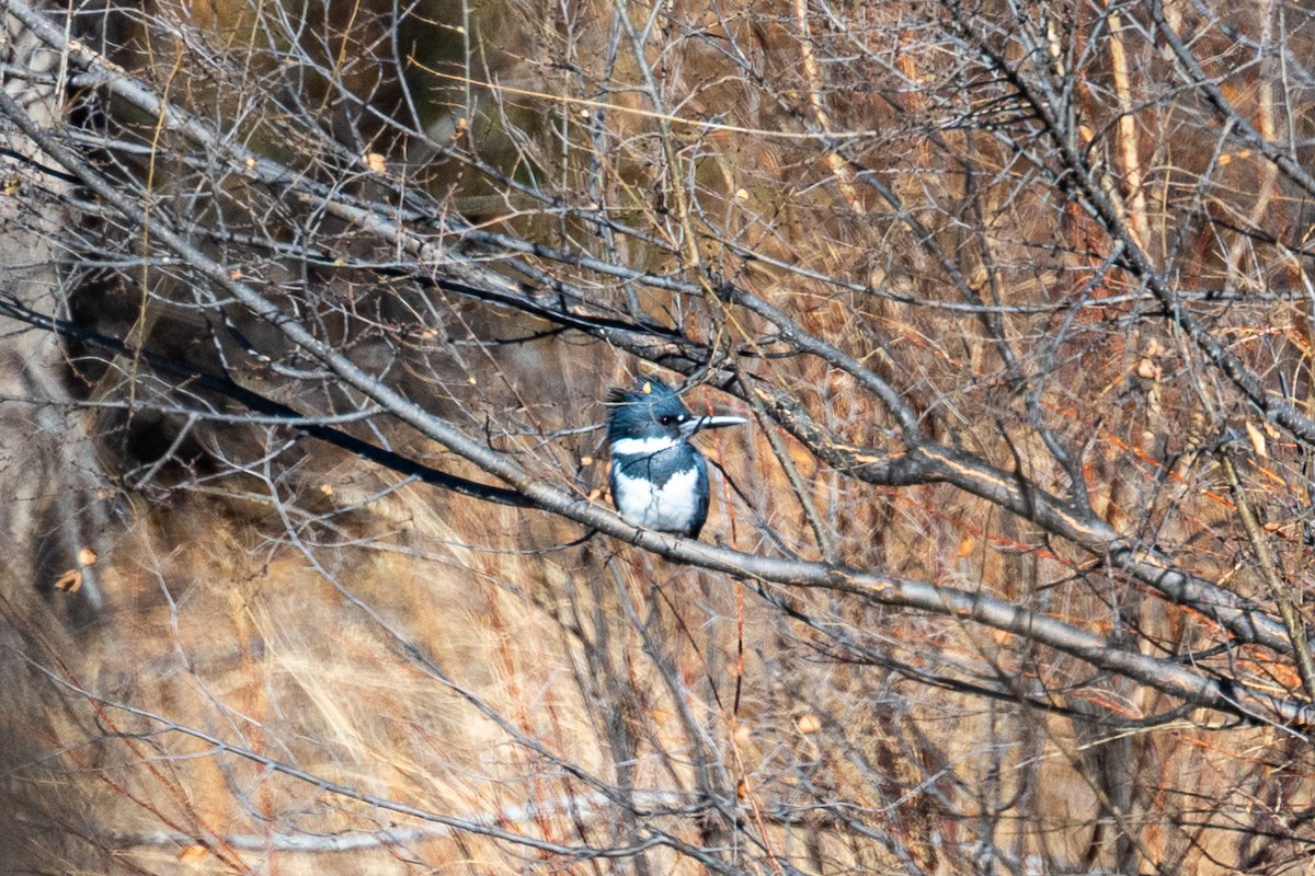 Belted Kingfisher - ML611642349