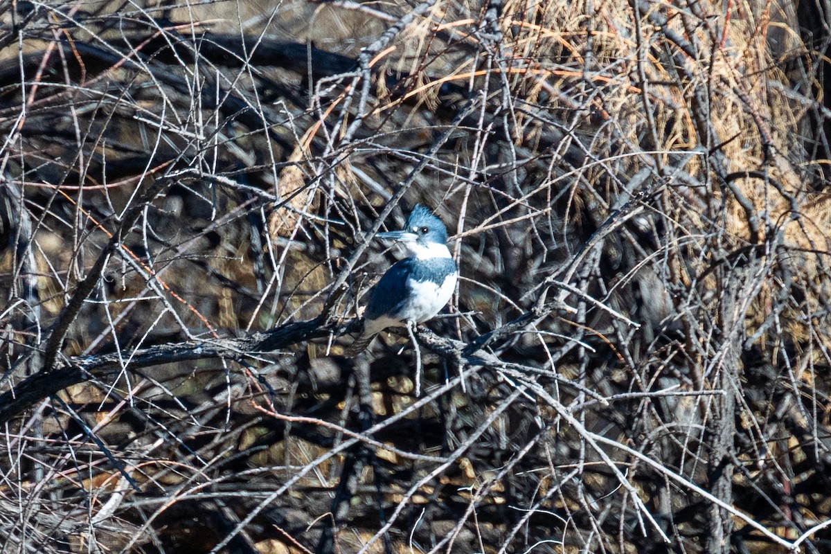 Belted Kingfisher - ML611642350