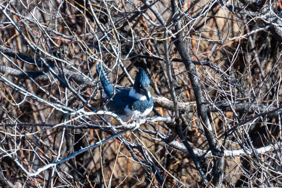 Belted Kingfisher - ML611642351