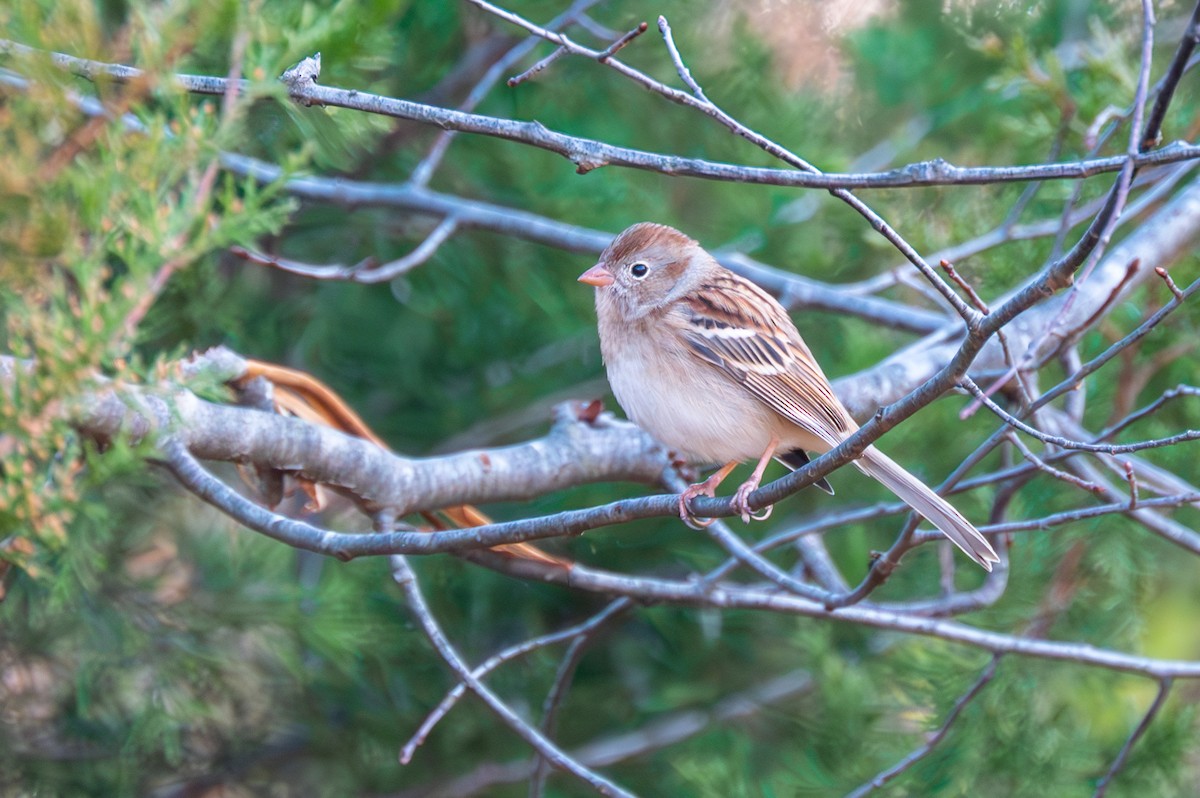Field Sparrow - ML611642746