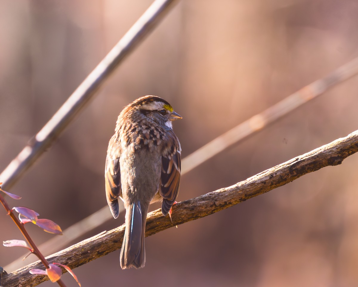 White-throated Sparrow - ML611642753