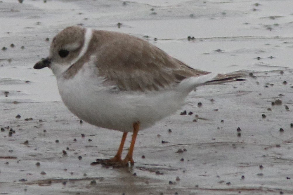 Piping Plover - ML611642923