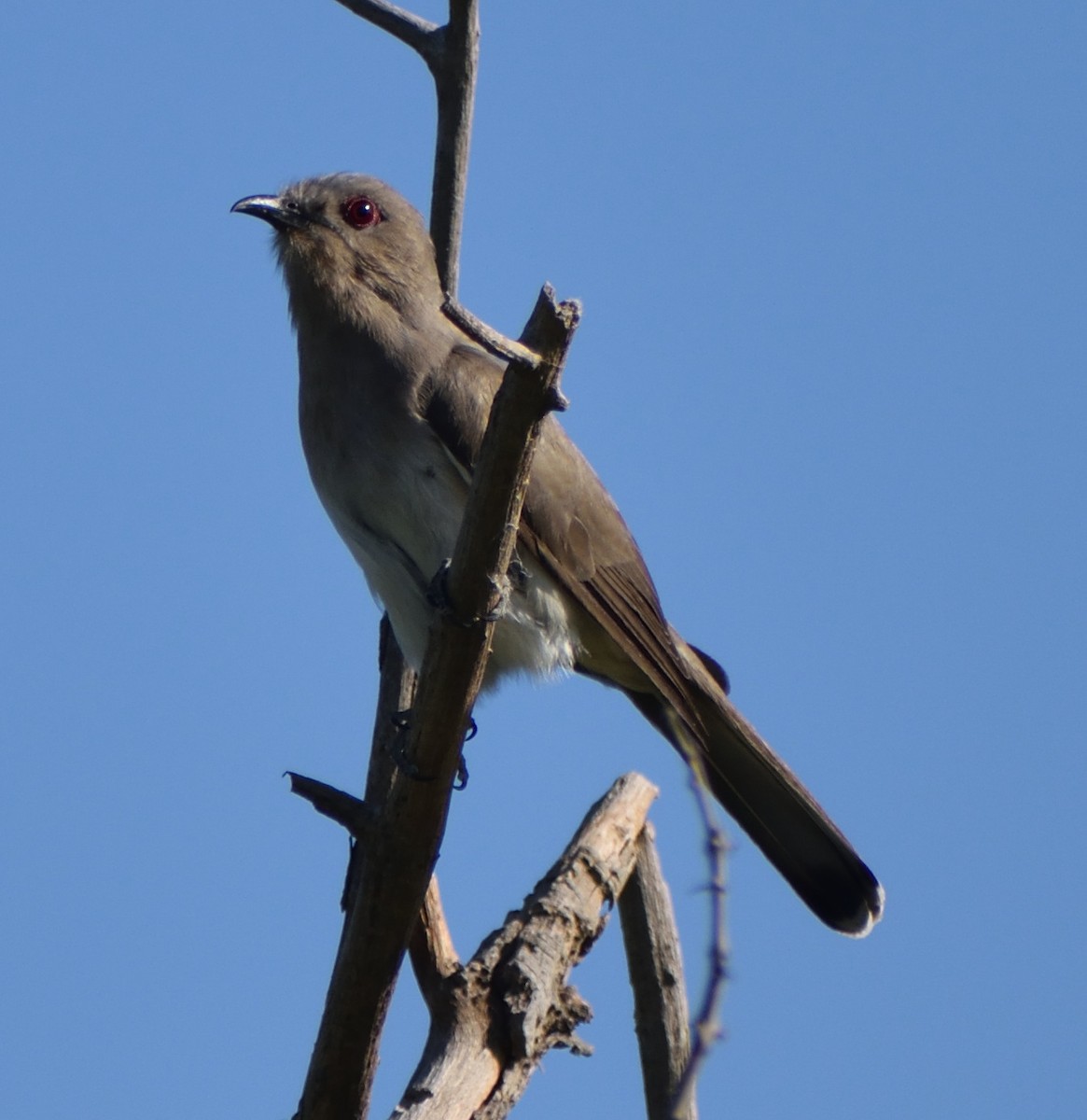 Ash-colored Cuckoo - ML611643215