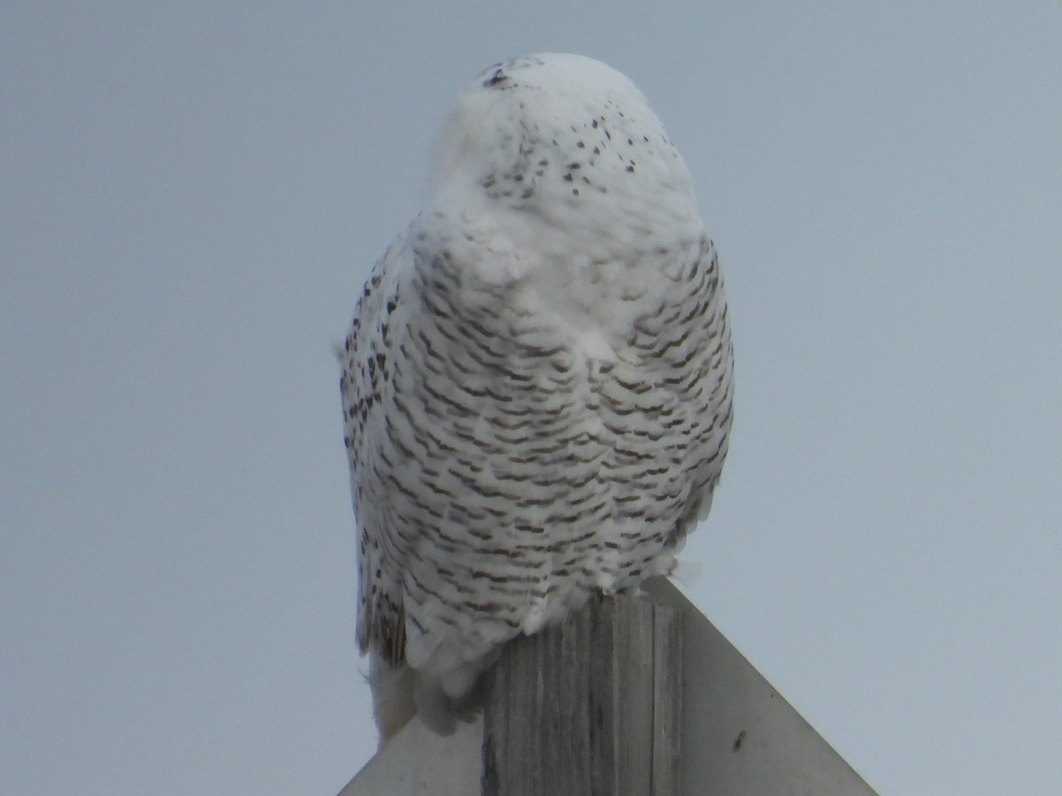 Snowy Owl - ML611643341
