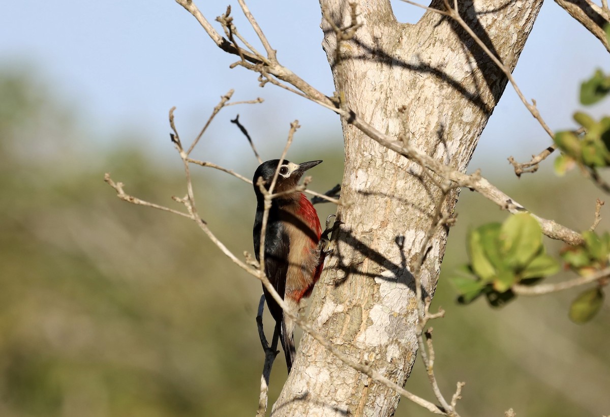 Puerto Rican Woodpecker - ML611643395