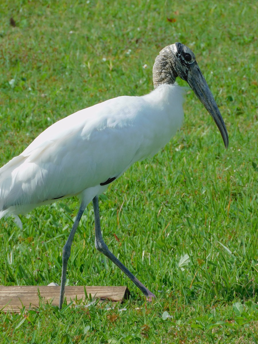 Wood Stork - ML611643455