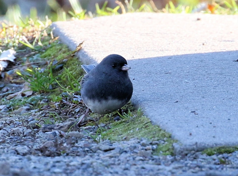 Dark-eyed Junco - ML611643924