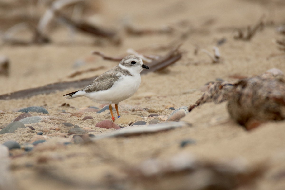 Piping Plover - ML611644039