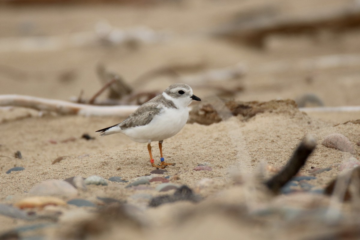 Piping Plover - ML611644040