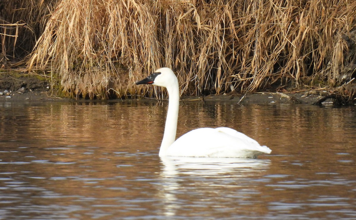 Cygne trompette - ML611644125