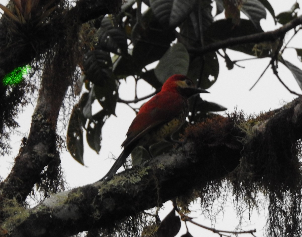 Crimson-mantled Woodpecker - Sandra  Retamozo
