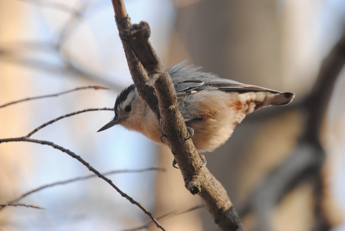 White-breasted Nuthatch - ML611644295