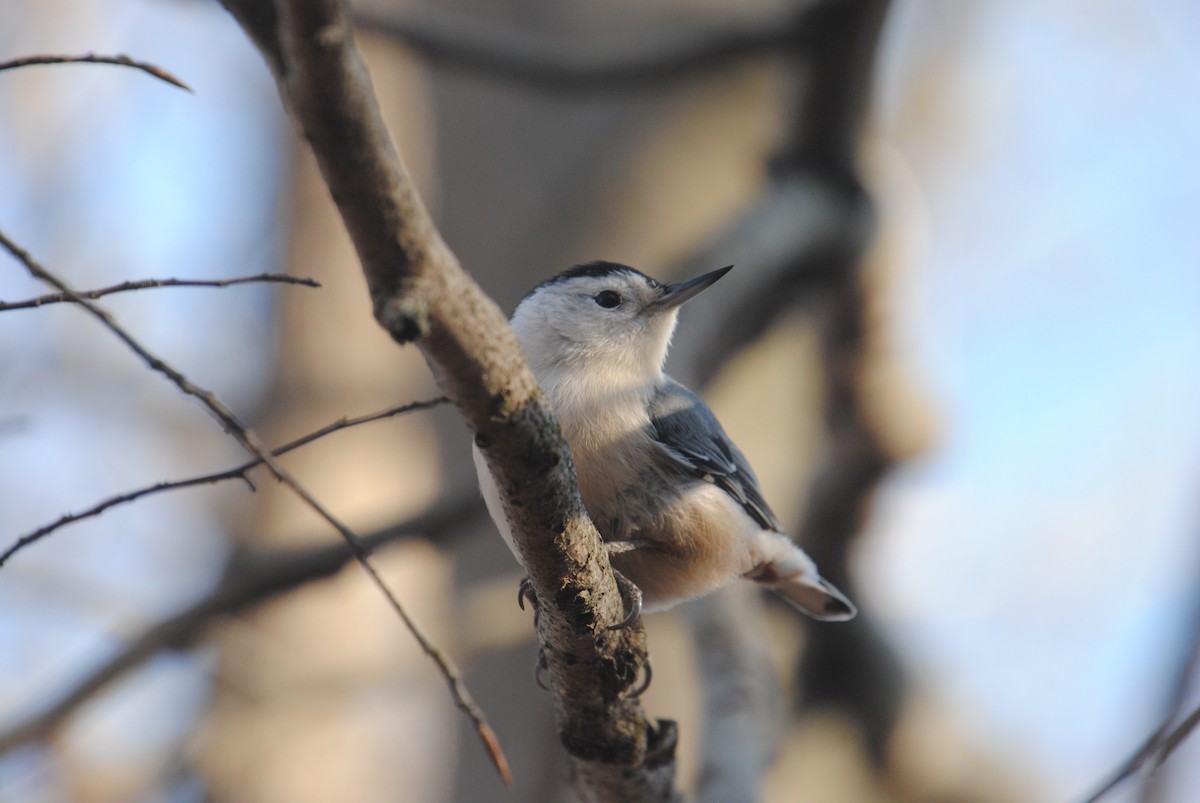 White-breasted Nuthatch - ML611644296