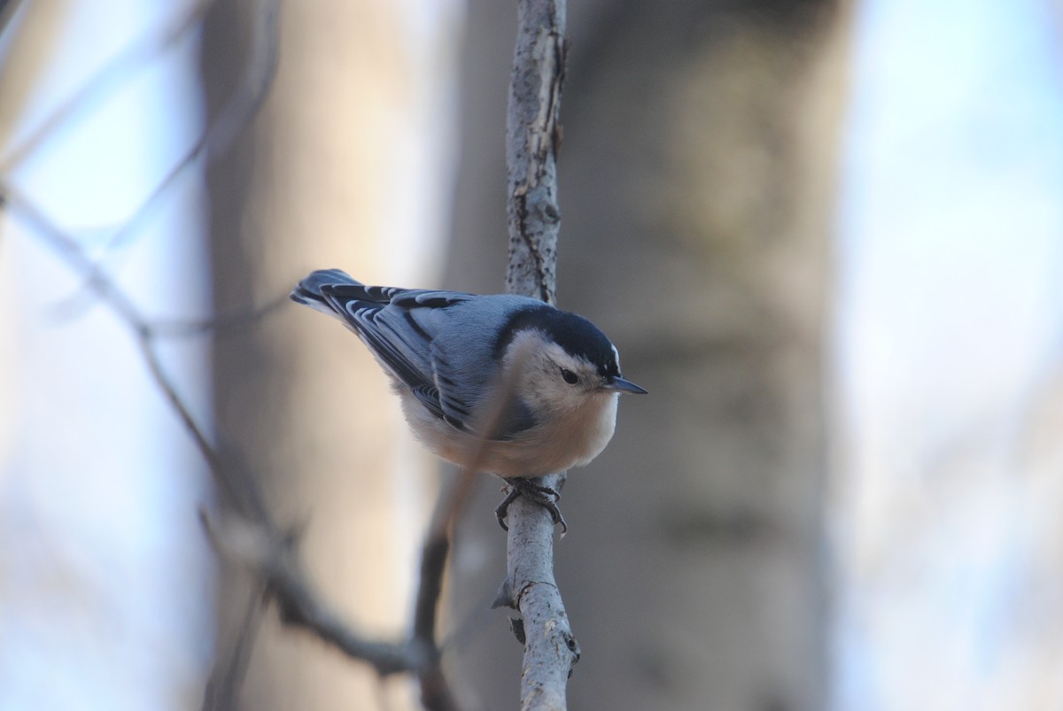 White-breasted Nuthatch - ML611644297