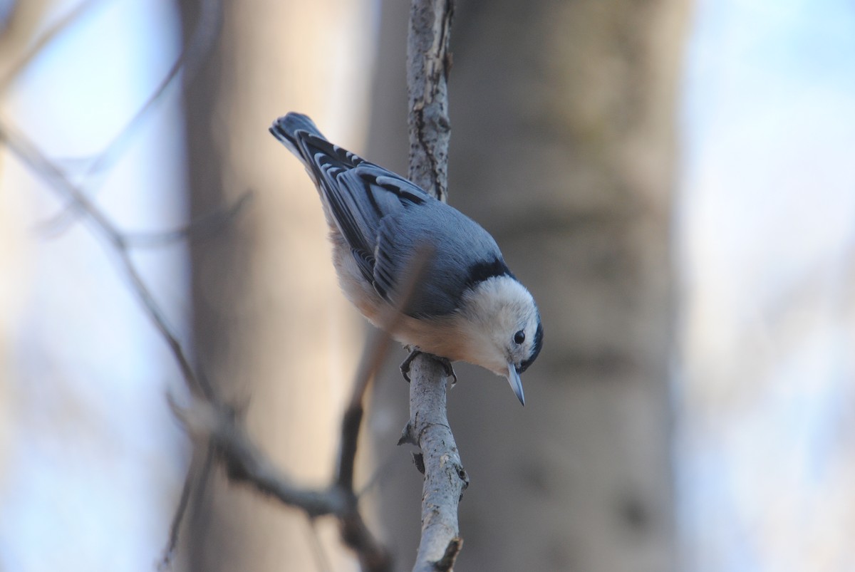 White-breasted Nuthatch - ML611644298
