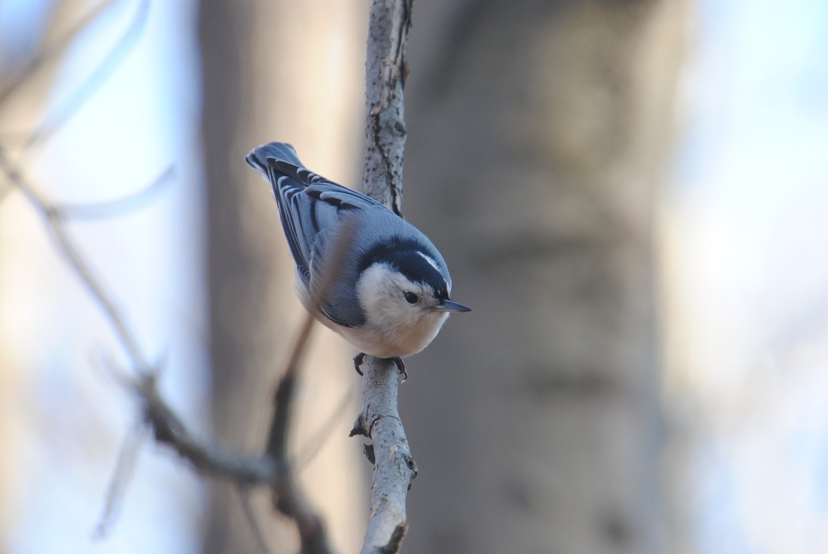 White-breasted Nuthatch - ML611644299